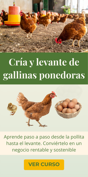 Curso Cria Levante Gallinas Ponedoras