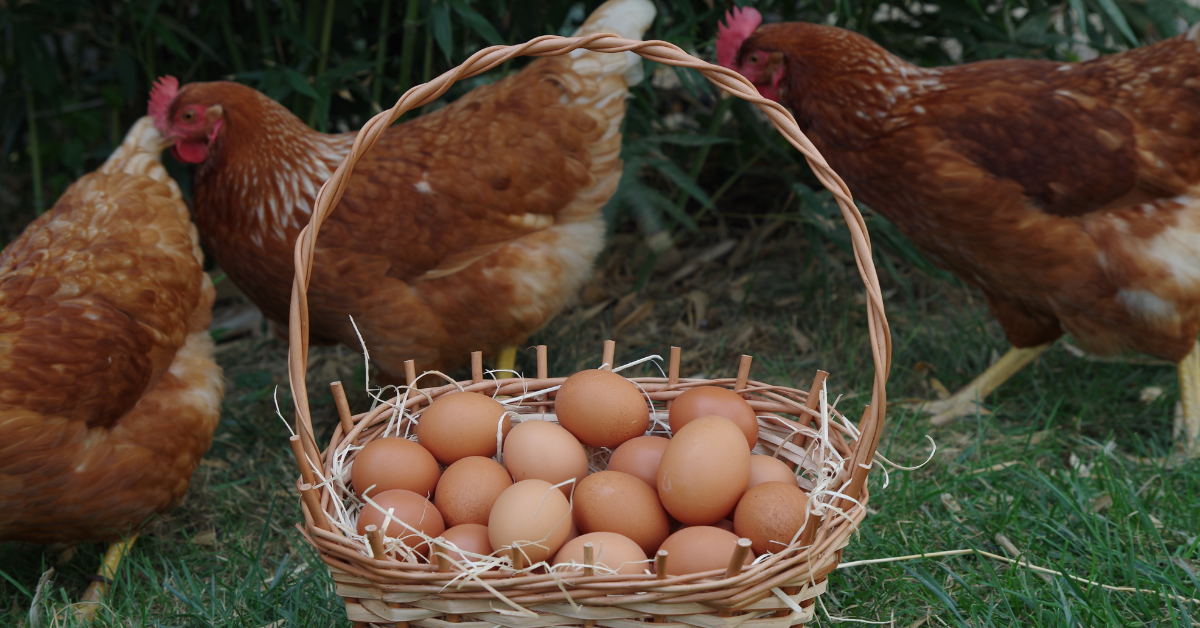huevos frescos de granja en una canasta de mimbre vista desde arriba